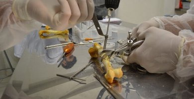 Medicina Veterinaria Y Zootecnia Carrera Profesional Con Futuro